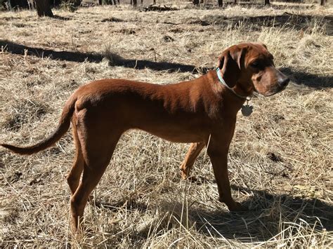 Redbone Coonhound Puppies For Sale Flagstaff Az 323288