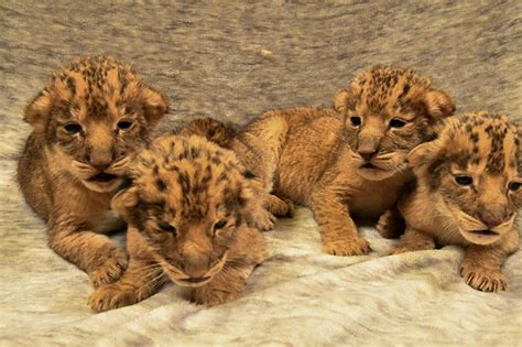 Oklahoma City Zoo Welcomes First Litter Of African Lion Cubs Born At