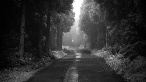 Road Thru The Dark Forest Photography Outdoor Nature Wallpapers