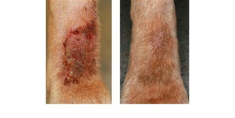 Food Allergy Cutaneous Adverse Food Reactions The Skin Vet