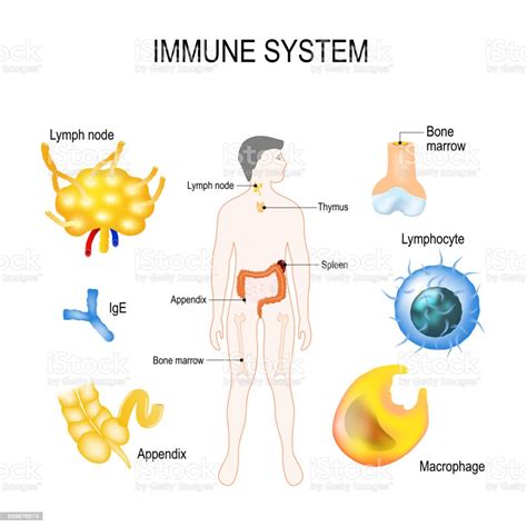Human Immune System Stock Illustration Download Image Now Immune