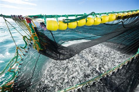 Ipcc Our Fish Calls On Eu To End Overfishing In Response To Climate Crisis