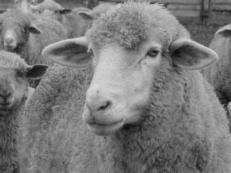 Sheep In Black And White Sheep Sheep Wool Animals