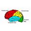 35 Label The Brain Lobes  Labels For Your Ideas