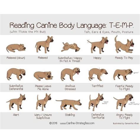 Reading Canine Body Language T E M P Dog Body Language Dog Language