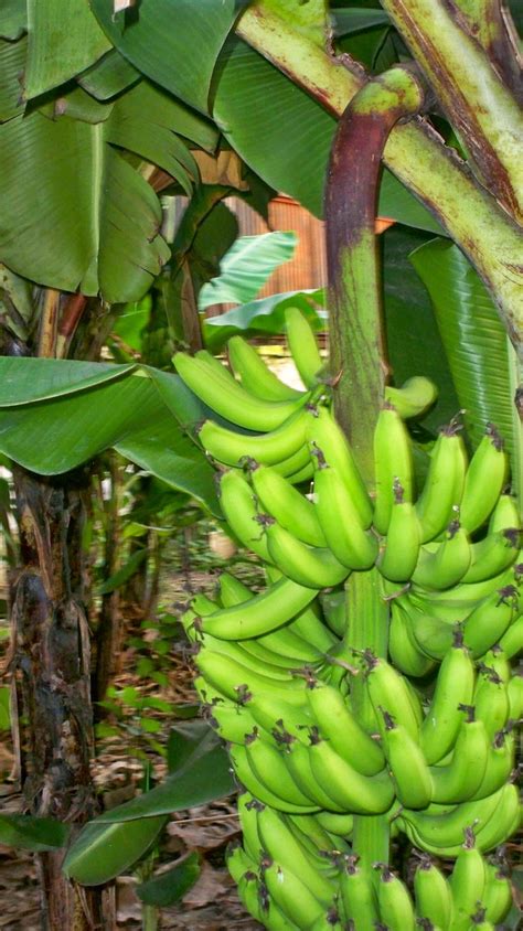 Picture of banana tree with fruit. Go Bananas - Gift and plant fruit trees today ...