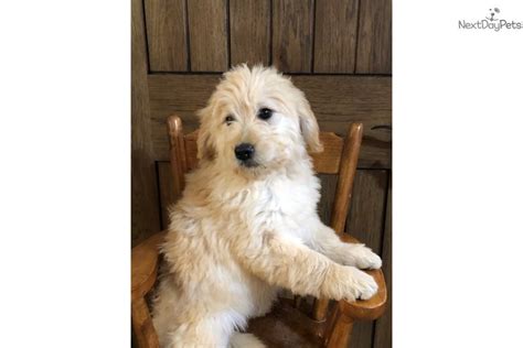 Mini Lassie Goldendoodle Puppy For Sale Near Harrisburg Pennsylvania