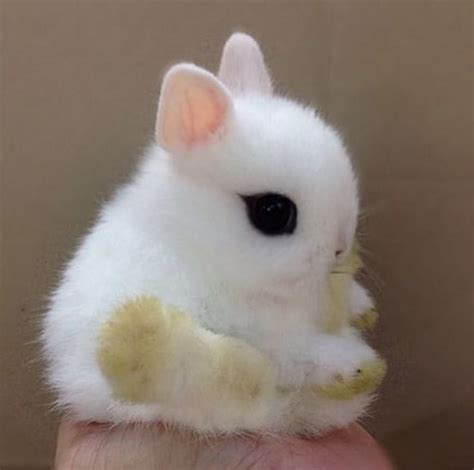 Cutest Baby Bunny In The World