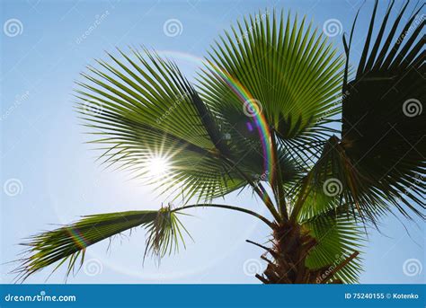 Palm Leaves On A Background Of Blue Sky And Sun Stock Image Image Of