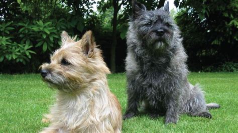 30 Small Hypoallergenic Dogs That Dont Shed Barking Royalty Cairn