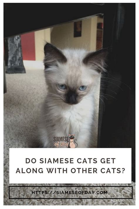 One cat might be best buddies with one cat and hiss and fight with another. Do Siamese Cats Get Along with Other Cats | Siamese cats ...
