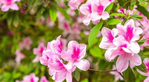 Different Types Of Flowering Azalea Varieties