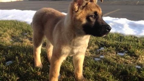 Quality upstate breeders dedicated to providing happy and healthy puppies to families throughout ny, nj, ma and vt. German Shepherd Akita Mix Puppies For Sale | PETSIDI