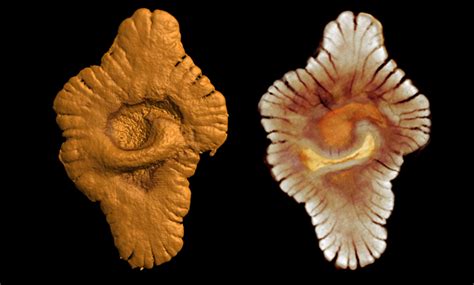 2 Billion Year Old Fossils May Be Earliest Known Multicellular Life Wired