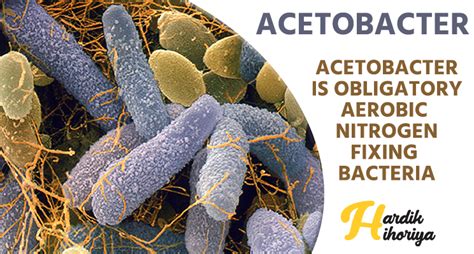 Acetobacter Is Obligate Aerobic Nitrogen Fixing Bacteria