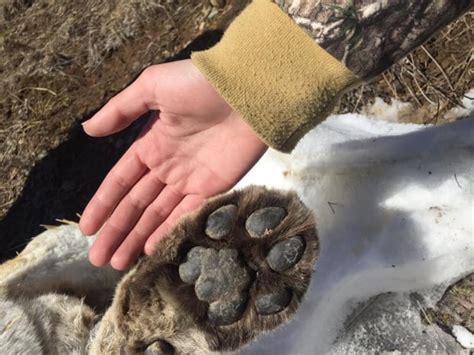 Dead Cougar Found Near Thunder Bay Starved To Death Pathologist Says