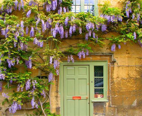 The Uks 7 Best Climbing Plants For Shade Thearches