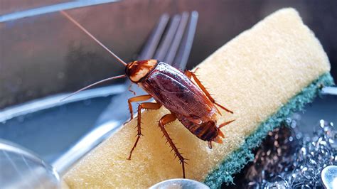 How To Get Rid Of Roaches In Kitchen Sink Things In The Kitchen
