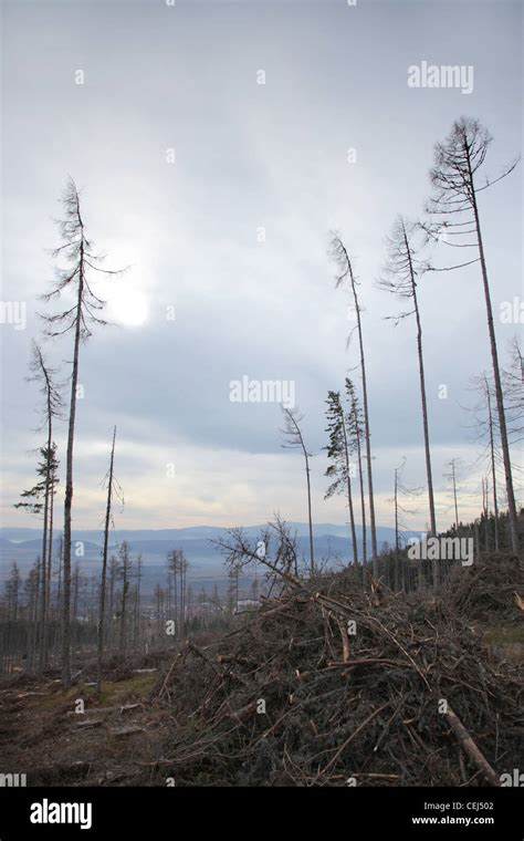 Destroyed Forest Hi Res Stock Photography And Images Alamy