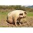 Protect Pigs From Heat Stress Farmers Warned  Pig World
