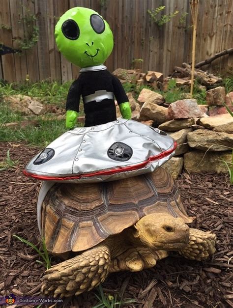 Turtles And Tortoises In Costumes Are Our New Obsession Cuteness