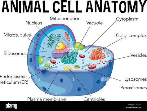 A Labeled Diagram Of The Animal Cell And Its Organelles