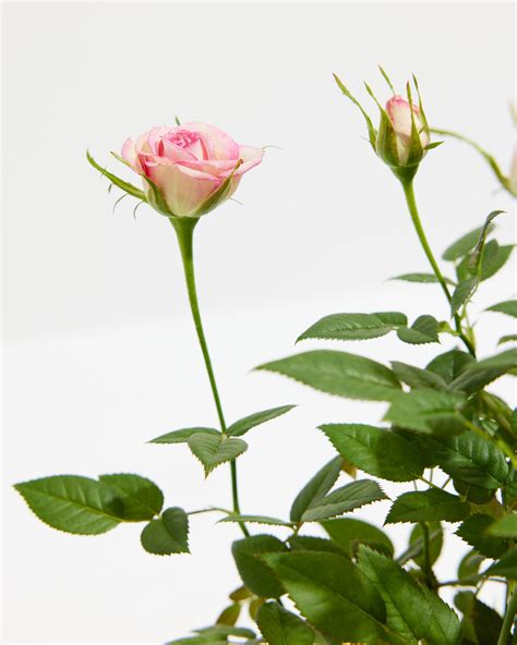 Variegated Pink Miniature Roses Delicate Fragrance Flowers Plant