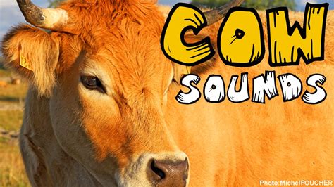 Cow Sound 25 Different Cattle Cow Noises Animal Sounds Youtube