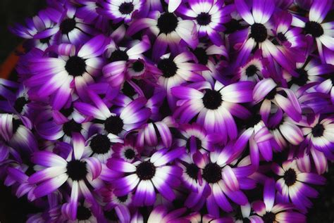 Purple Flowers A22 Hd Desktop Wallpapers 4k Hd