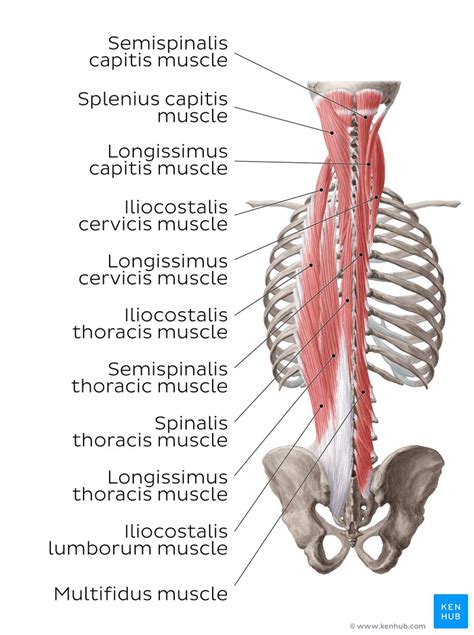 This article looks at the anatomy of the back, including bones, muscles, and nerves. Deep back muscles: Anatomy, innervation and functions | Kenhub