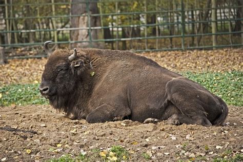 Bison Animal Buffalo Free Photo On Pixabay Pixabay