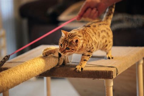 In Feline Agility Competitions The Biggest Obstacle Can Be The Cat