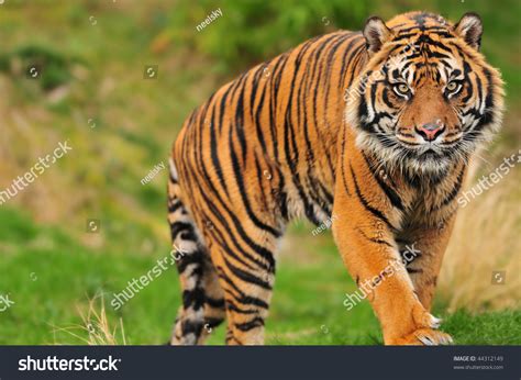 Scary Looking Male Sumatran Tiger Coming Stock Photo