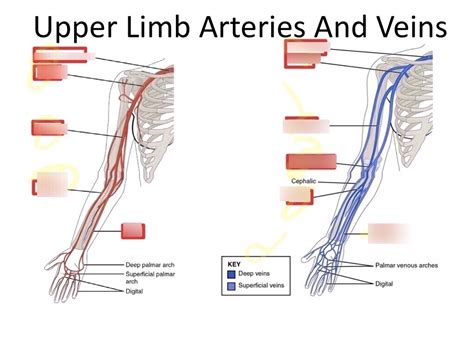 Anatomy Upper Limb