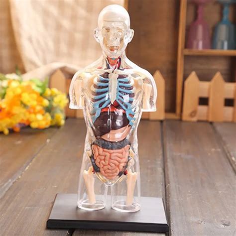 Human Male Torso Anatomy Human Male Anatomy Body Muscles Skeleton