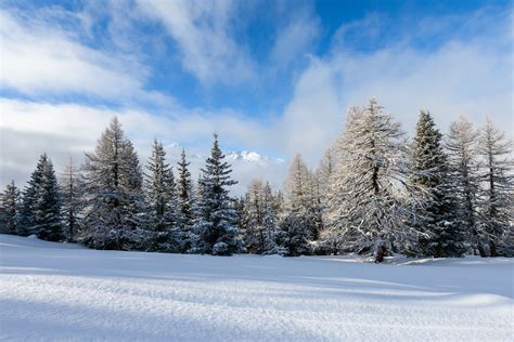 Unspoiled An Alpine Forest In Winter With Fresh Snow Nio Photography