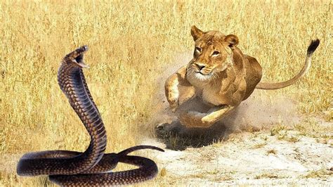 사자 vs 킹 코브라 이러한 야만적 인 공격 Lion Attacks King Cobra YouTube
