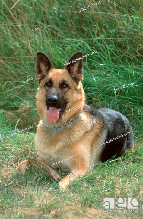 German Shepherd Dog Alsatian Stock Photo Picture And Rights Managed