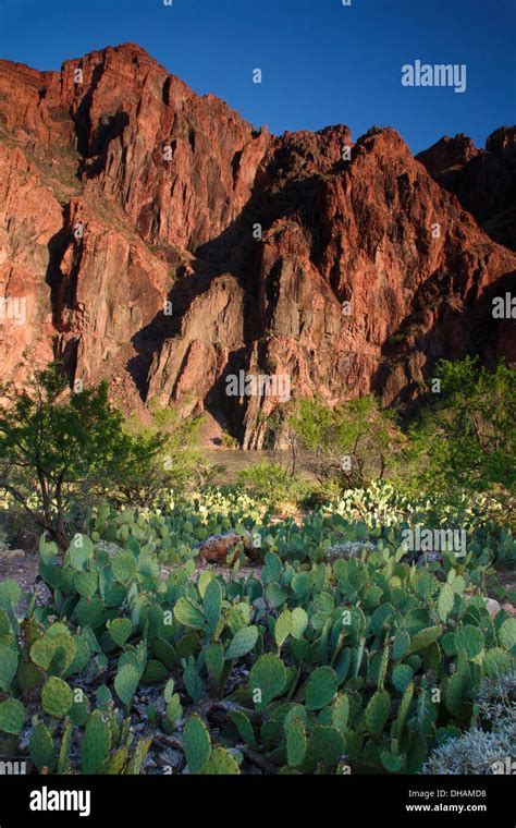 Cactus Along The Colorado River Along The Bright Angel Trail At The