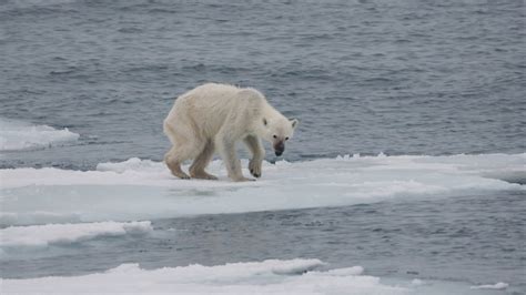 Photographer Behind Viral Images Of Starving Polar Bear Has An
