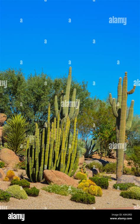 Desert Cactus Landscape In Arizona Stock Photo Alamy