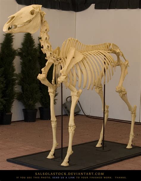 Horse Skeleton 1 By Salsolastock On Deviantart