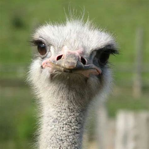 Ostrich Ostriches Australian Animals Animal Facts