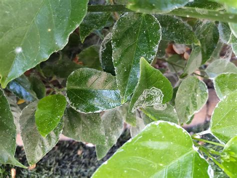 What Is This White Stuff On My Hibiscus Hibiscus Plant Leaves