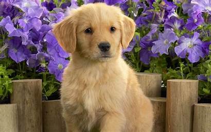 Retriever Dog Golden Puppy Wallpapers Puppies Cutest