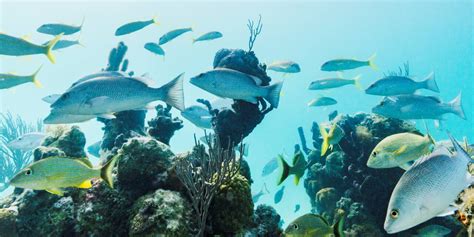 South Caicos Snorkeling Visit Turks And Caicos Islands