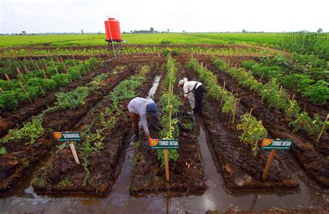 Kegiatan Pertanian Peternakan Dan Perumahan Terdapat Di Dataran