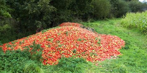 Visitez la ferme aux insectes : Un lâcher de tomates intrigant à Briec - Quimper - Le ...