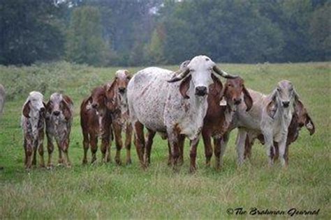 The brahman cattle breed during the early 1900s were developed as a result of crossbreeding four strains of cattle including the nelore otherwise known as the ongole cattle from the regions of pakistan, the kankrej cattle from the district go kankrej north of mumbai, along with the gyr and. Cattle For Sale | Clem Ranch - Texarkana, USA - Red ...