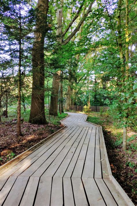 A Wooden Walkway In The Middle Of A Forest With Lots Of Trees On Both Sides